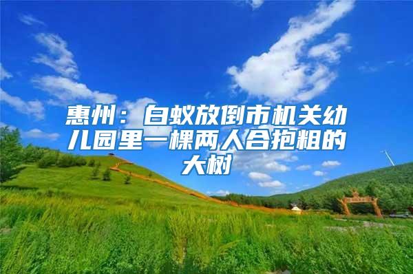 惠州:白蟻放倒市機關幼兒園里一棵兩人合抱粗的大樹