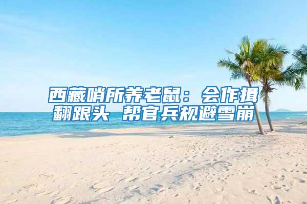 西藏哨所養老鼠:會作揖翻跟頭 幫官兵規避雪崩