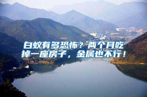 白蟻有多恐怖？兩個月吃掉一座房子，金屬也不行！