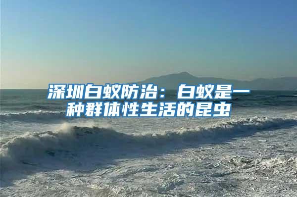 深圳白蟻防治:白蟻是一種群體性生活的昆蟲
