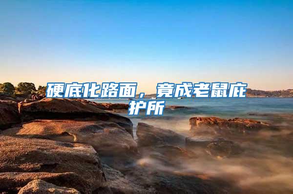 硬底化路面,竟成老鼠庇護所