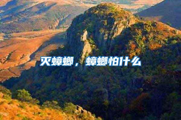 滅蟑螂,蟑螂怕什么