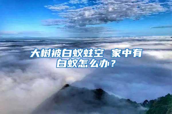 大樹被白蟻蛀空 家中有白蟻怎么辦？