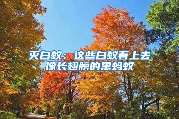 滅白蟻:這些白蟻看上去像長翅膀的黑螞蟻