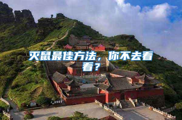 滅鼠最佳方法,你不去看看?