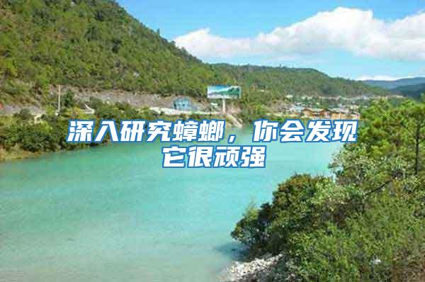 深入研究蟑螂，你會發現它很頑強