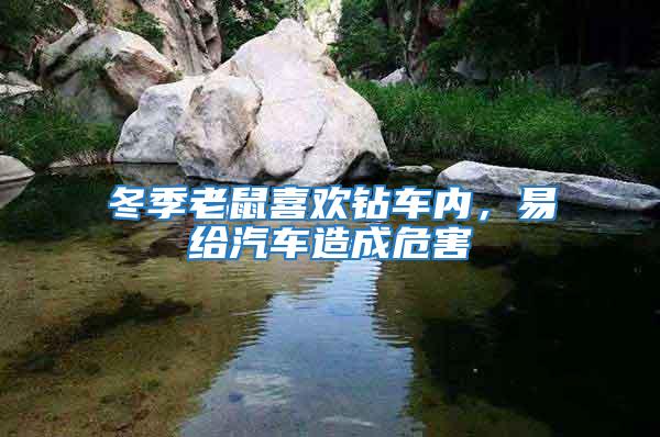 冬季老鼠喜歡鉆車內,易給汽車造成危害