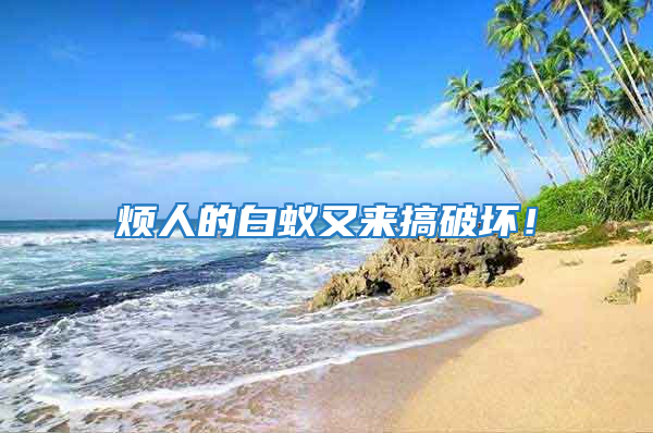 煩人的白蟻又來搞破壞!