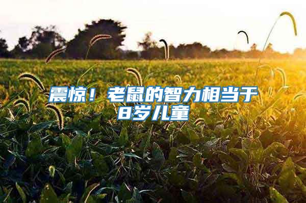 震驚!老鼠的智力相當于8歲兒童