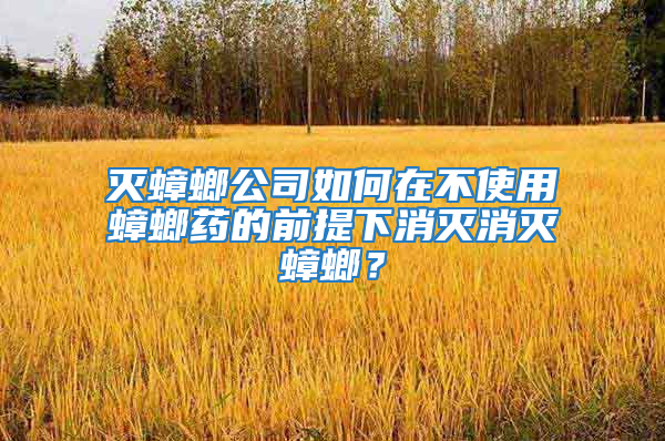 滅蟑螂公司如何在不使用蟑螂藥的前提下消滅消滅蟑螂?