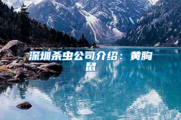 深圳殺蟲公司介紹:黃胸鼠