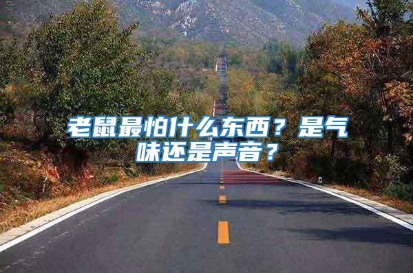 老鼠最怕什么東西？是氣味還是聲音？