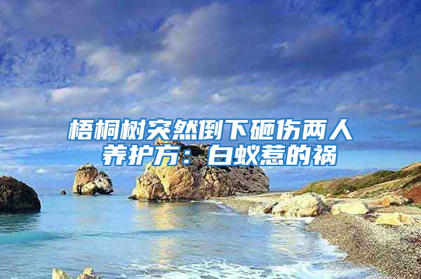 梧桐樹突然倒下砸傷兩人 養護方:白蟻惹的禍