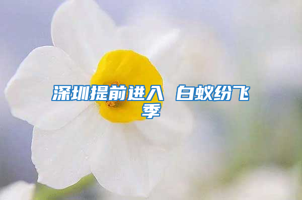 深圳提前進(jìn)入 白蟻紛飛季