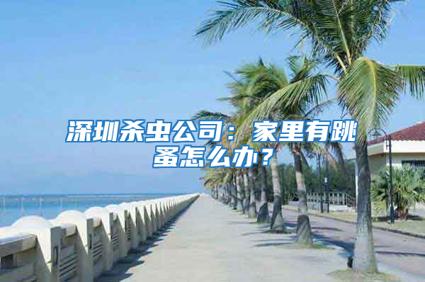 深圳殺蟲(chóng)公司：家里有跳蚤怎么辦？